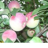 Сокское розовое3 image Сокское розовое3 Яблоня: Сокское розовое